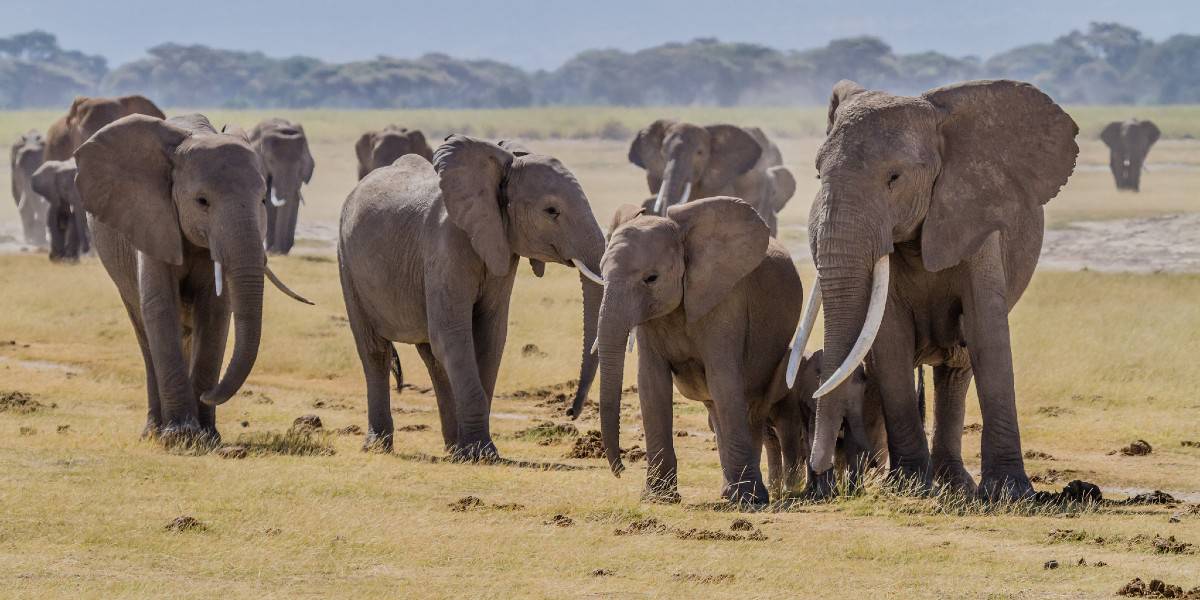 Herd of elephants on the African plains