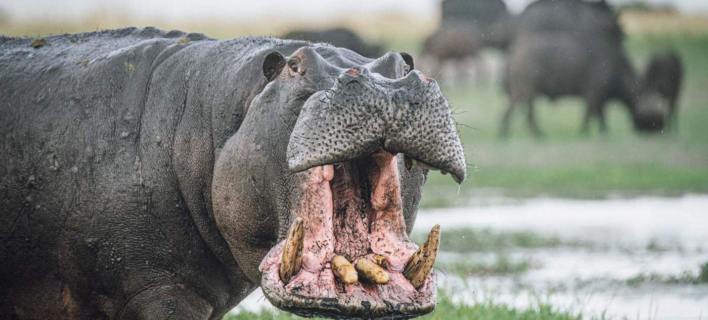 Hippo in the Chobe river